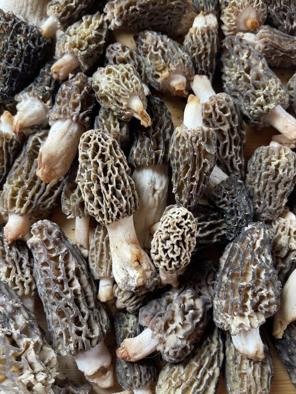 Detail of morel mushrooms