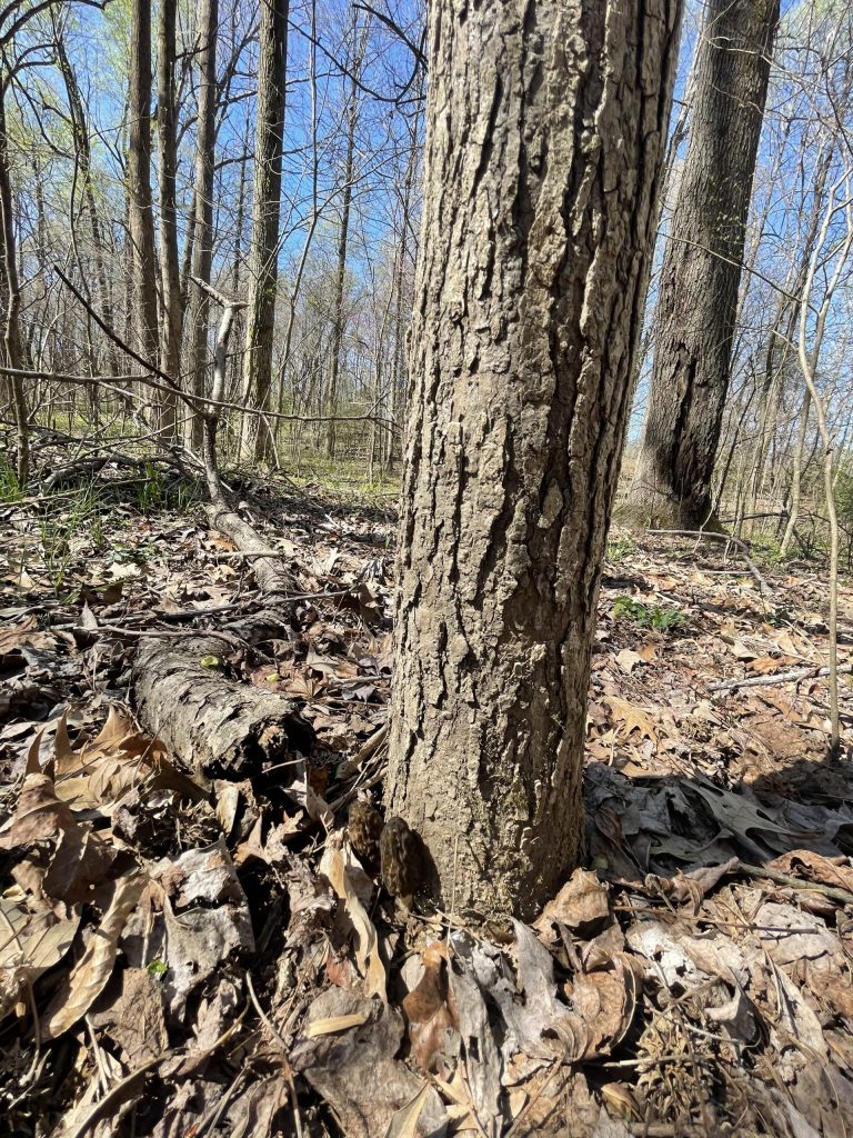 Tree in woods with morel mushrooms